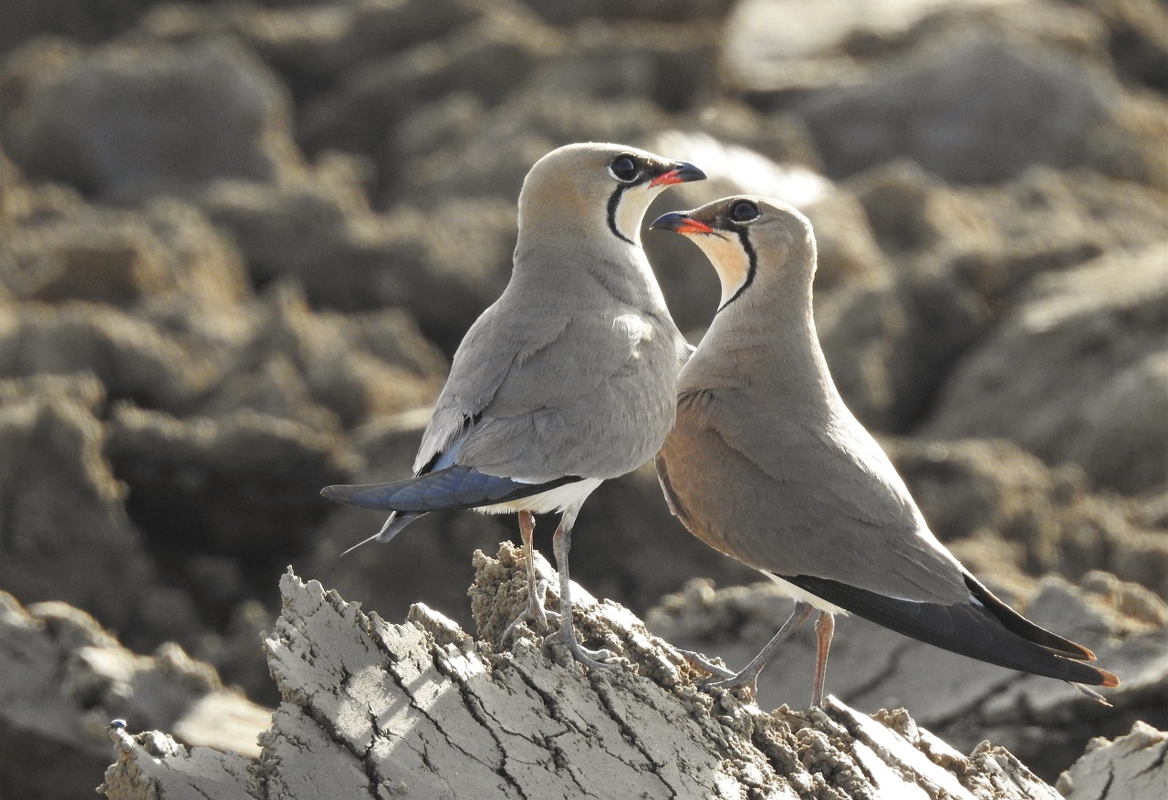 Die Biotop-Optimierungsarbeiten in unserem Zugvogelschutzgebie - Bild 3